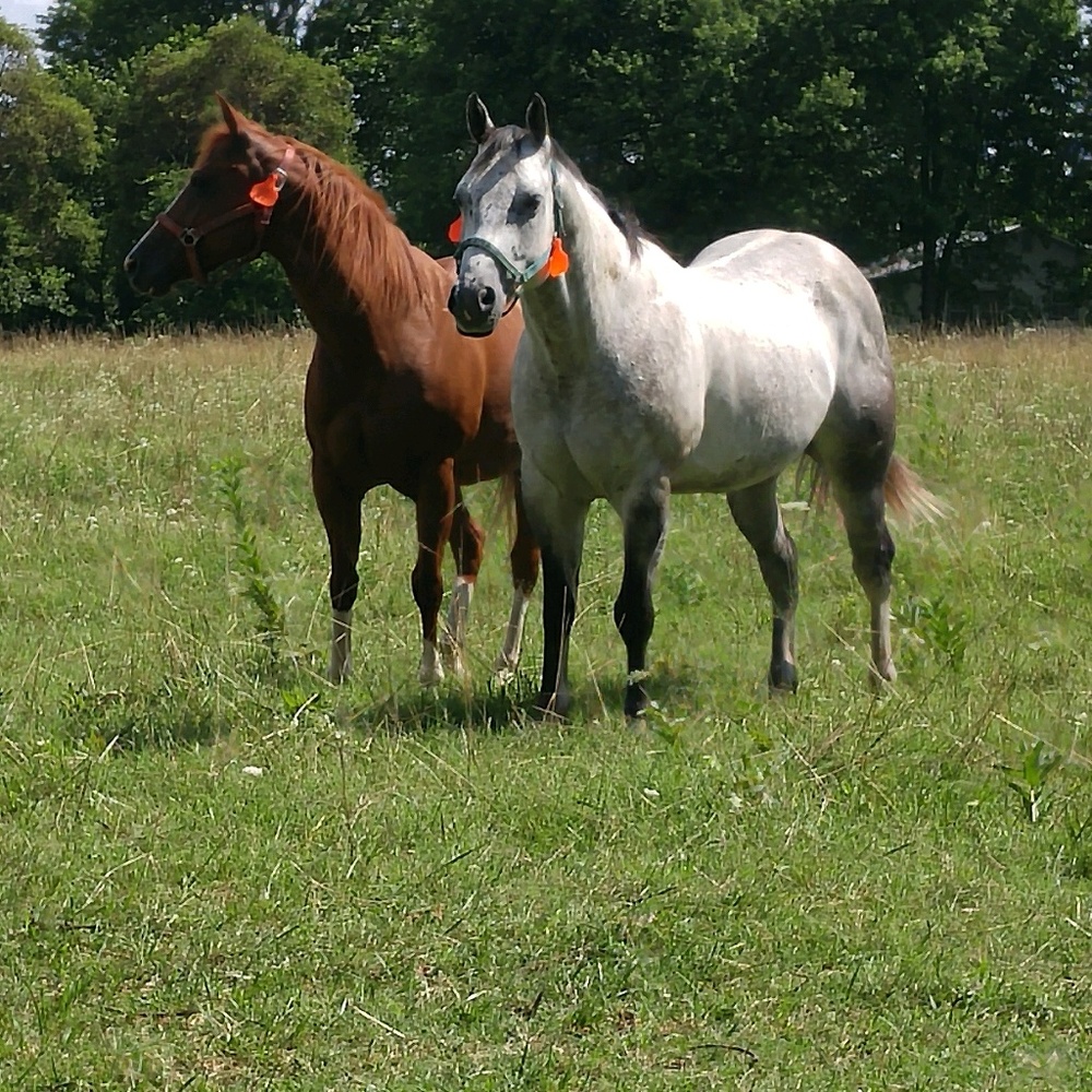 Meet your Posher, Claudia